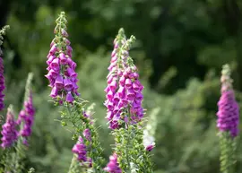 Digitalis purpurea (Vingerhoedskruid) - afbeelding 40