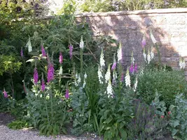 Digitalis purpurea (Vingerhoedskruid) - afbeelding 20
