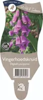 Digitalis purpurea (Vingerhoedskruid) kopen?