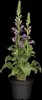Digitalis purpurea (Vingerhoedskruid) - afbeelding 19