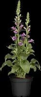 Digitalis purpurea (Vingerhoedskruid) - afbeelding 19