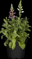 Digitalis purpurea (Vingerhoedskruid) - afbeelding 18