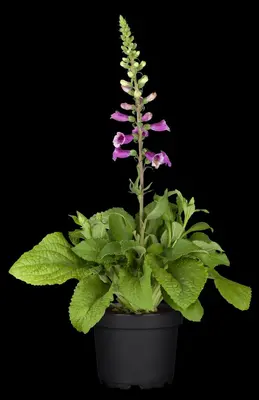 Digitalis purpurea (Vingerhoedskruid) - afbeelding 22