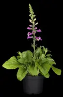 Digitalis purpurea (Vingerhoedskruid) - afbeelding 22