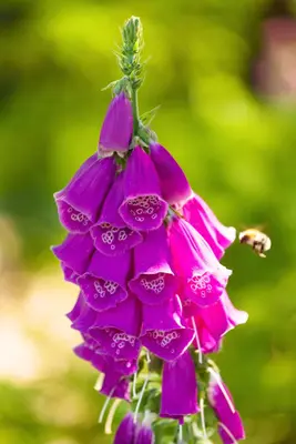 Digitalis purpurea (Vingerhoedskruid) - afbeelding 9