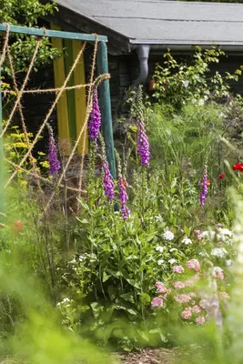 Digitalis purpurea (Vingerhoedskruid) - afbeelding 14