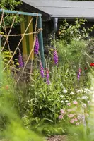 Digitalis purpurea (Vingerhoedskruid) - afbeelding 14