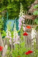 Digitalis purpurea (Vingerhoedskruid) - afbeelding 15