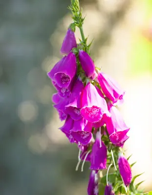 Digitalis purpurea (Vingerhoedskruid) - afbeelding 8