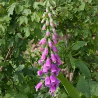 Digitalis purpurea (Vingerhoedskruid) - afbeelding 2