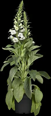 Digitalis purpurea, weiß (Gewoon vingerhoedskruid) - afbeelding 2
