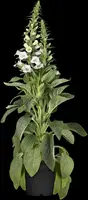 Digitalis purpurea, weiß (Gewoon vingerhoedskruid) - afbeelding 2