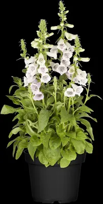 Digitalis purpurea, weiß (Gewoon vingerhoedskruid) - afbeelding 4