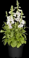Digitalis purpurea, weiß (Gewoon vingerhoedskruid) - afbeelding 4