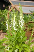 Digitalis purpurea, weiß (Gewoon vingerhoedskruid) - afbeelding 3