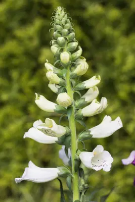 Digitalis purpurea, weiß (Gewoon vingerhoedskruid) - afbeelding 5