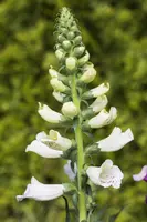 Digitalis purpurea, weiß (Gewoon vingerhoedskruid) - afbeelding 5