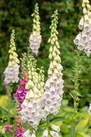 Digitalis purpurea, weiß (Gewoon vingerhoedskruid) - afbeelding 6
