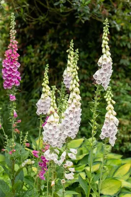 Digitalis purpurea, weiß (Gewoon vingerhoedskruid) - afbeelding 7