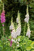 Digitalis purpurea, weiß (Gewoon vingerhoedskruid) - afbeelding 7