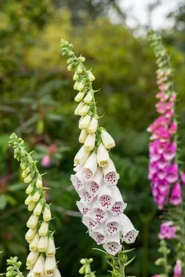 Digitalis purpurea, weiß (Gewoon vingerhoedskruid) - afbeelding 8