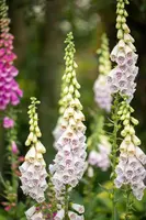 Digitalis purpurea, weiß (Gewoon vingerhoedskruid) - afbeelding 10