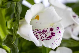 Digitalis purpurea, weiß (Gewoon vingerhoedskruid) - afbeelding 1