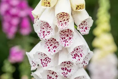 Digitalis purpurea, weiß (Gewoon vingerhoedskruid) - afbeelding 9