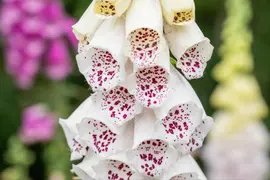 Digitalis purpurea, weiß (Gewoon vingerhoedskruid) - afbeelding 9