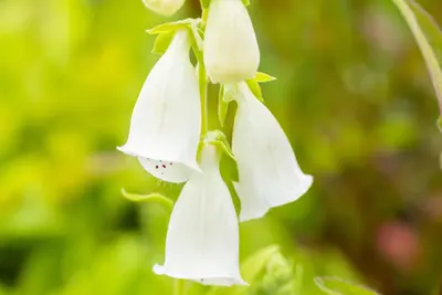 Digitalis purpurea, weiß (Gewoon vingerhoedskruid) - afbeelding 12