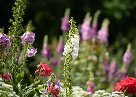 Digitalis purpurea, weiß (Gewoon vingerhoedskruid) - afbeelding 11