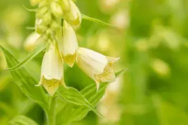 Digitalis (Vingerhoedjeskruid) - afbeelding 6