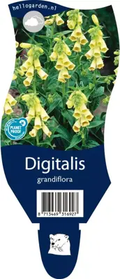 Digitalis (Vingerhoedjeskruid) - afbeelding 1