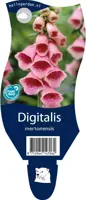 Digitalis (Vingerhoedjeskruid) - afbeelding 1