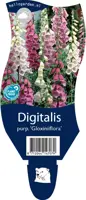 Digitalis (Vingerhoedjeskruid) - afbeelding 1