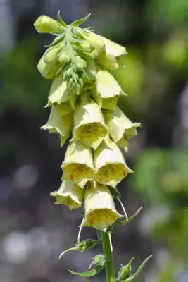 Digitalis (Vingerhoedjeskruid) - afbeelding 2