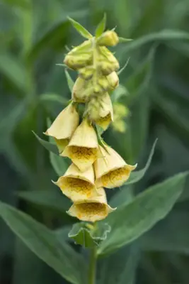 Digitalis (Vingerhoedjeskruid) - afbeelding 4