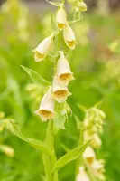 Digitalis (Vingerhoedjeskruid) - afbeelding 5