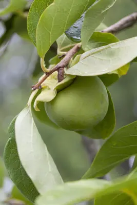 Diospyros kaki (Kaki) - afbeelding 4
