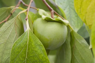 Diospyros kaki (Kaki) - afbeelding 3