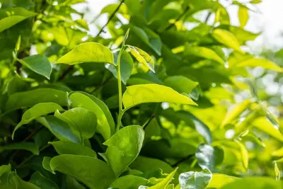 Diospyros kaki (Kaki) - afbeelding 15