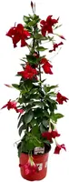 Dipladenia sundevillea p19 h90cm - afbeelding 1
