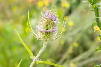 Dipsacus fullonum (Grote kaardebol) - afbeelding 4