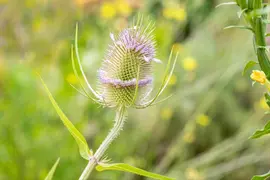 Dipsacus fullonum (Grote kaardebol) - afbeelding 4