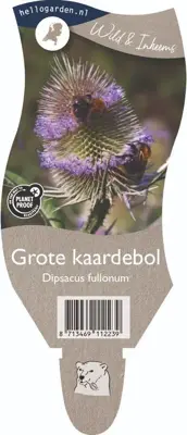 Dipsacus fullonum (Grote kaardebol) - afbeelding 1