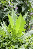 Dipsacus fullonum (Grote kaardebol) - afbeelding 3