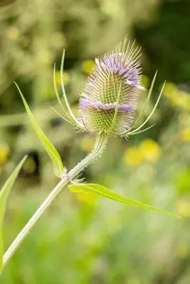 Dipsacus fullonum (Grote kaardebol) - afbeelding 5