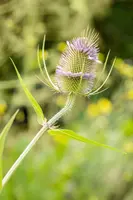 Dipsacus fullonum (Grote kaardebol) - afbeelding 5