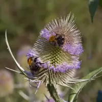 Dipsacus fullonum (Grote kaardebol) - afbeelding 2