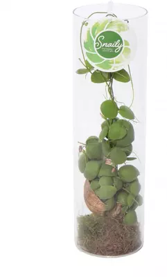 Dischidia in glas (Dubbeltjesplant) 38cm - afbeelding 1